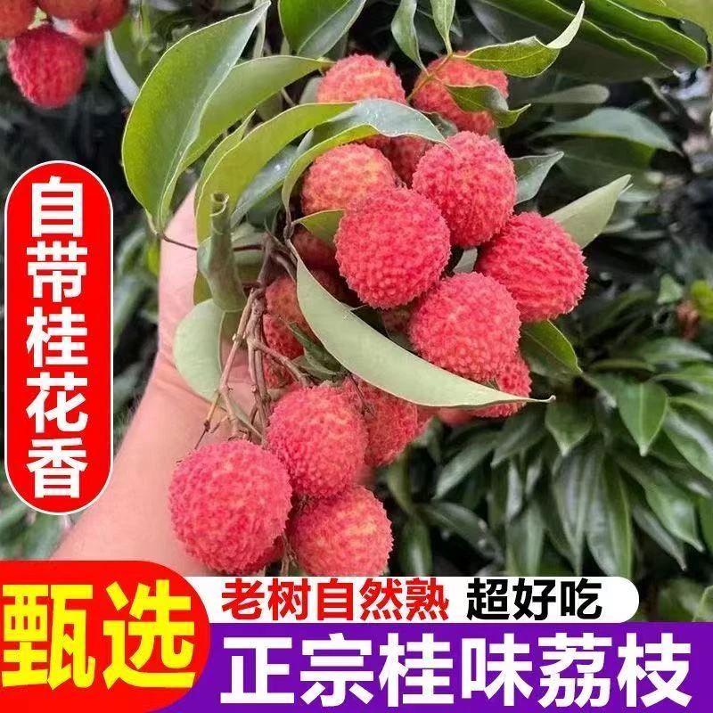 【顺丰冷链】新鲜桂味荔枝老树现摘现发鲜甜多汁当季水果产地直发