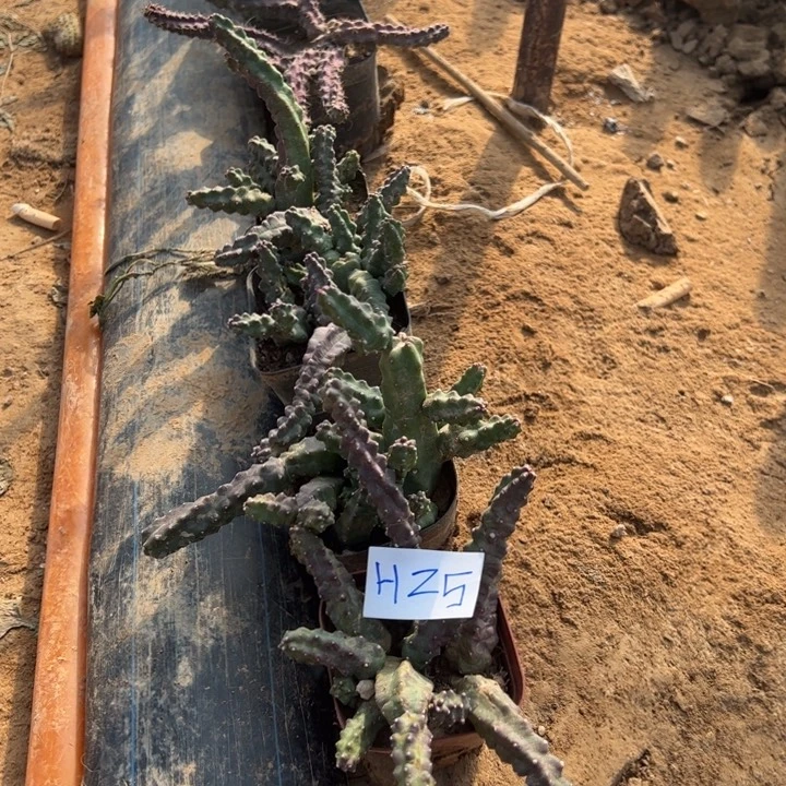 冰***洁H25八盆水仙 梅花角100