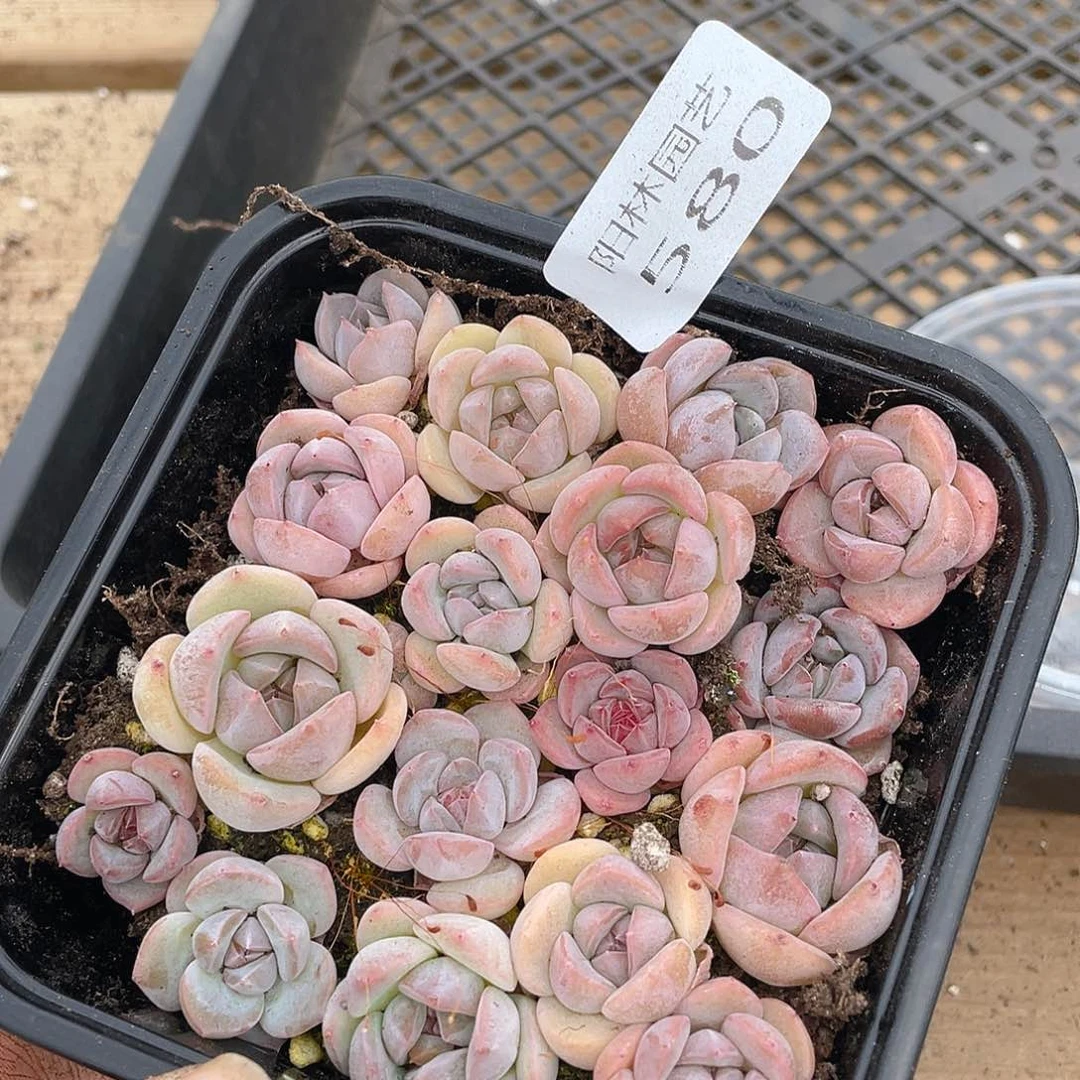 多肉植物多肉植物580