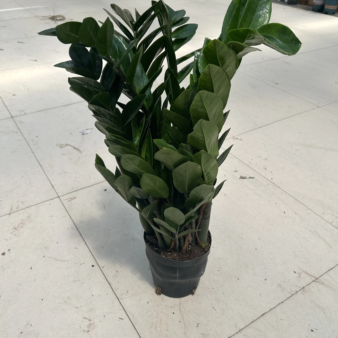 超大金钱树盆栽绿植