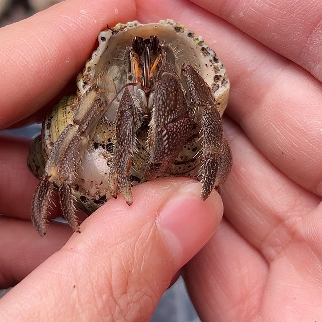 2.1口异色黑色灰白一只