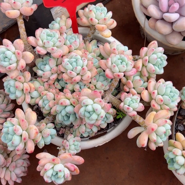 250罗琦平平安安健健康康