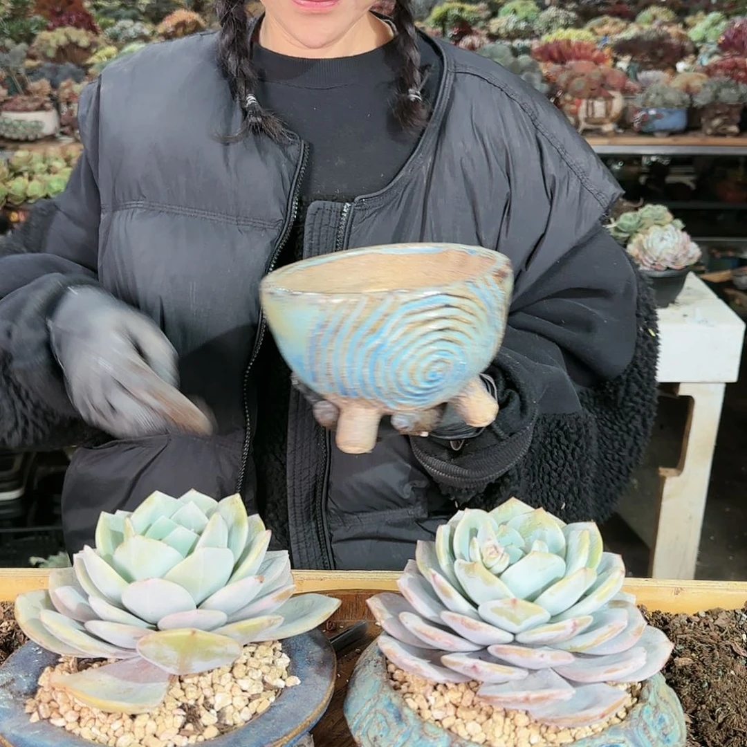 上**痕上官，盆3个100         盆