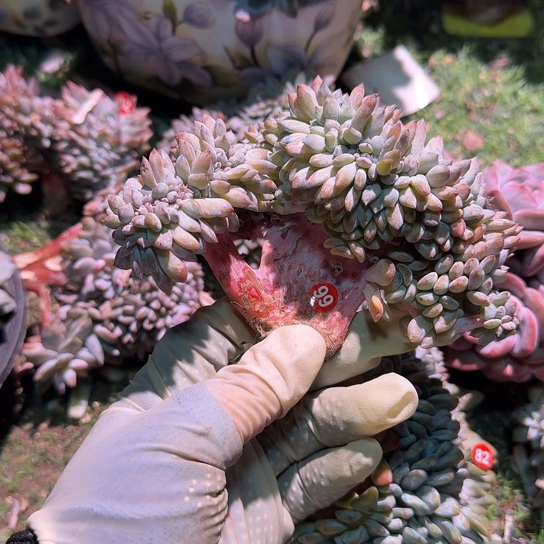 安****星影缀化呀呀呀呀