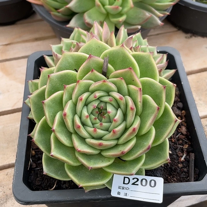 若如东云单拍D200