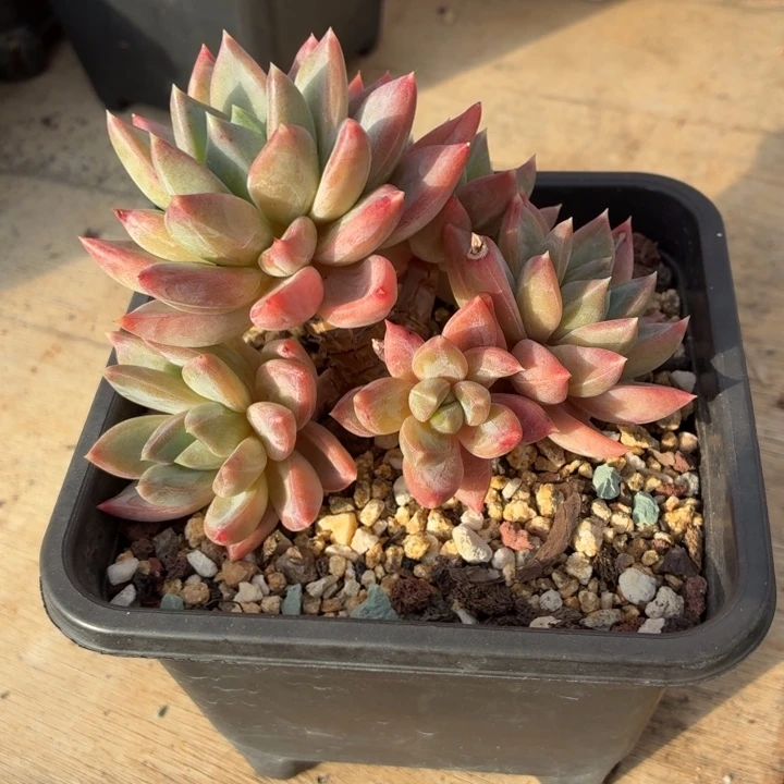 多肉植物 红蛋一物一拍-4