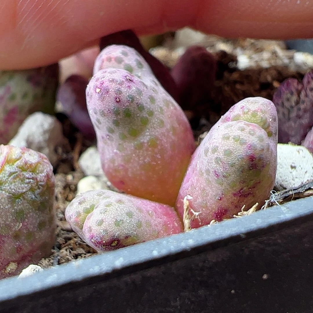 斑马1425.962/拿铁多肉植物馆