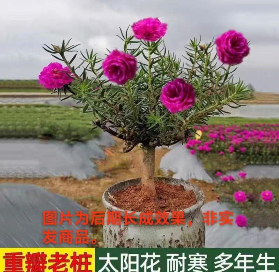 盆栽阳台绿植多年生四季新手用老桩太阳花重瓣特大号王老桩