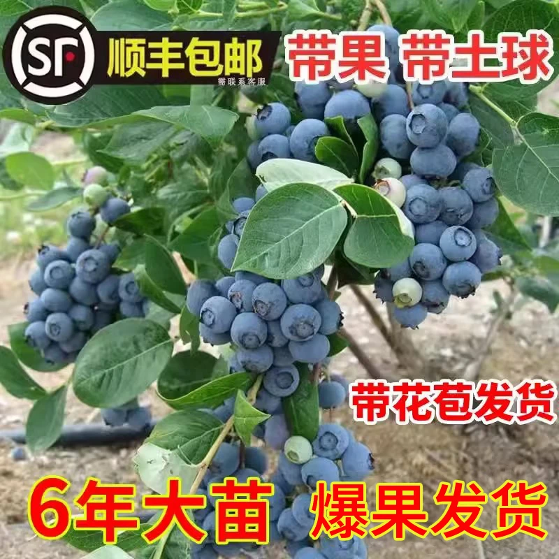 蓝莓树果苗新品种蓝莓苗带大果庭院阳台种植耐寒兔眼绿宝石水果苗