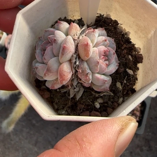 375冰魄多肉植物多