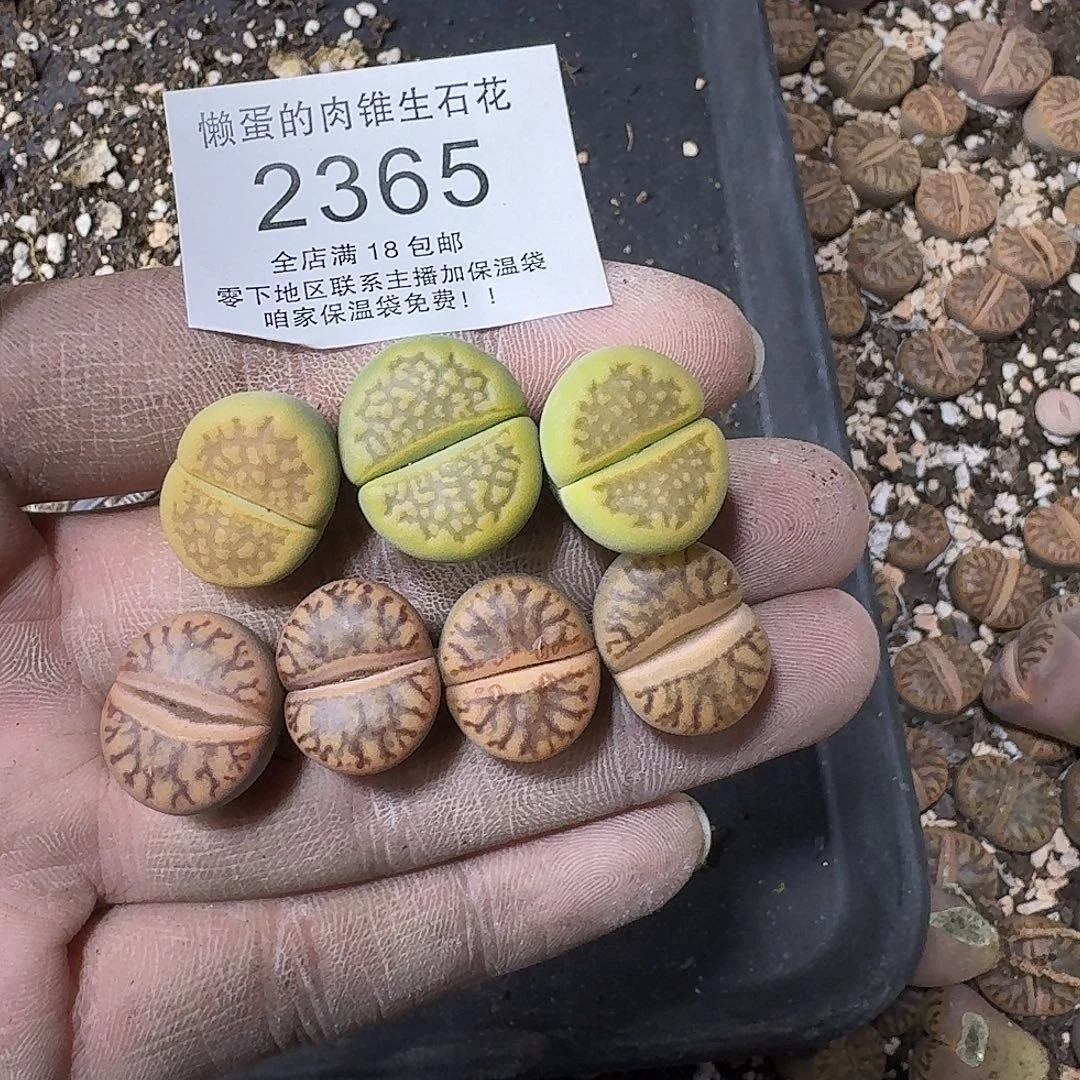 安***72365 哈哈哈哈哈哈