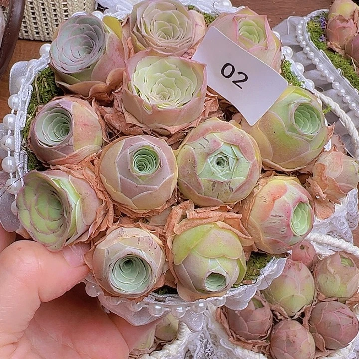 山地玫瑰多肉植物山地02