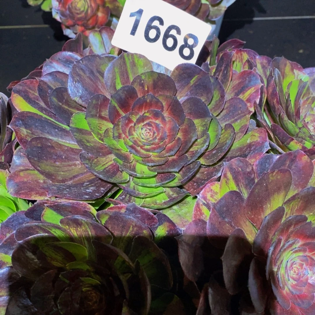 ꧁***꧂1668多肉植物漠然