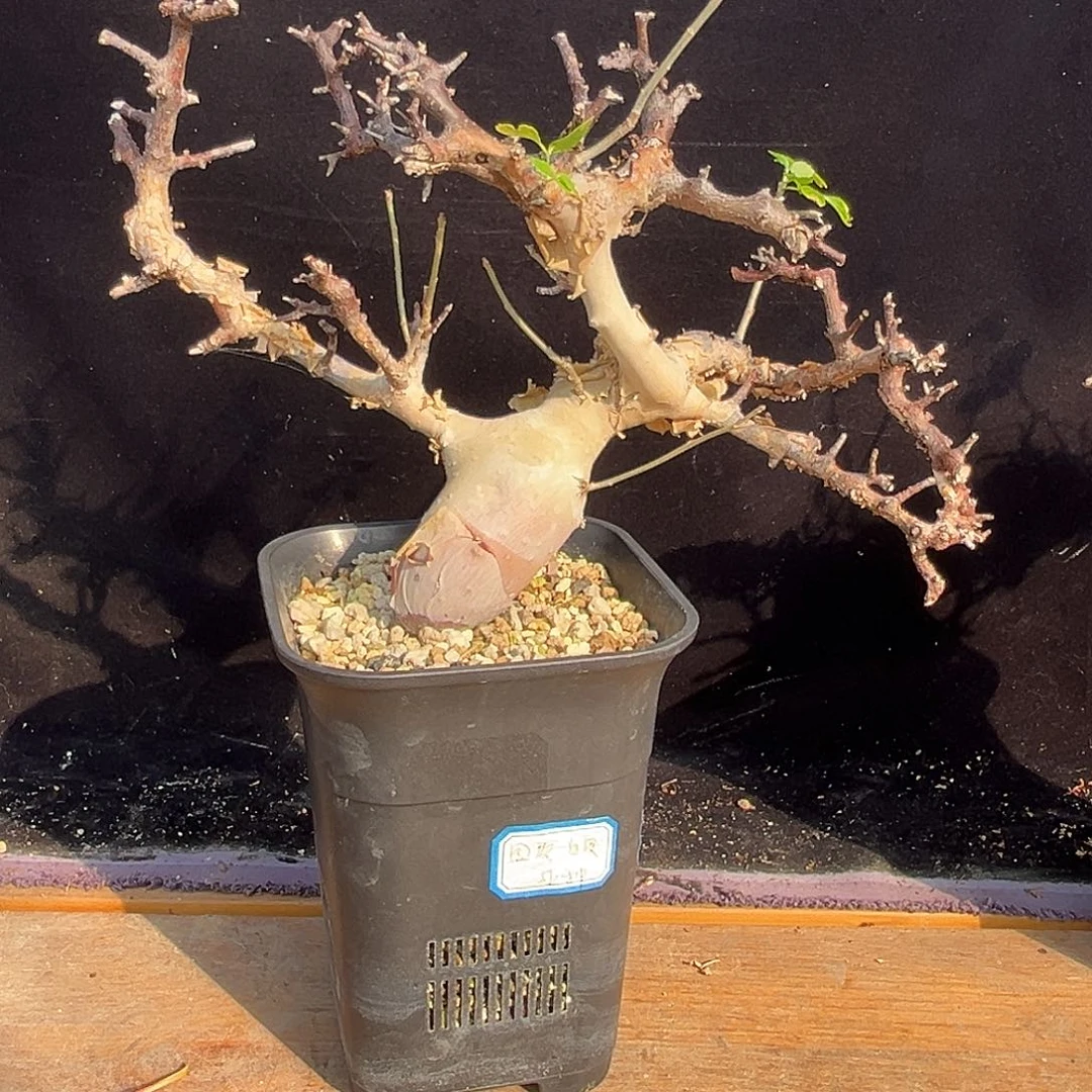 精品白皮图坎橄榄，妖娆