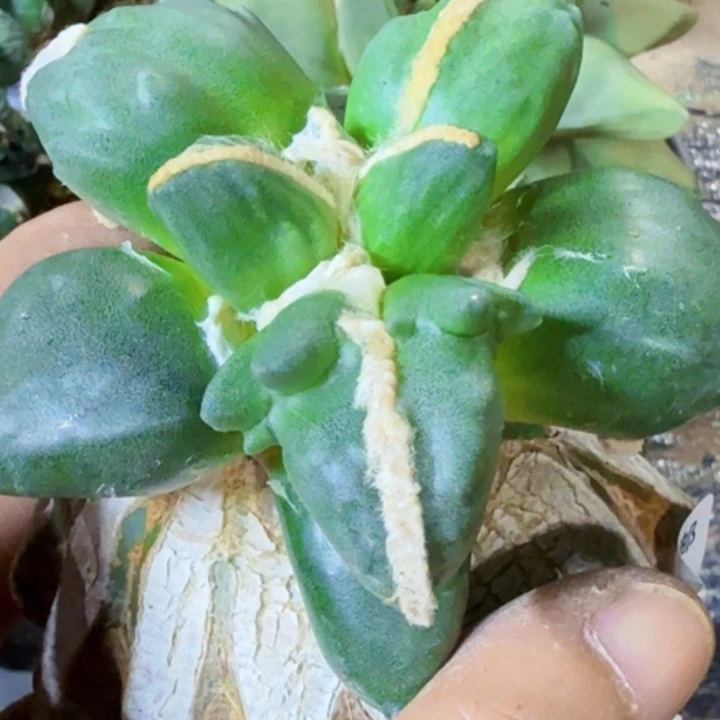 晨***夕无花朵福利苗接蛋叉408
