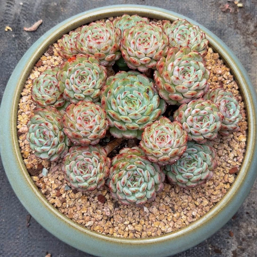 ****l白胖子自然群多肉植物