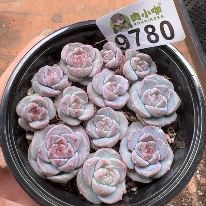 多肉植物多肉植物