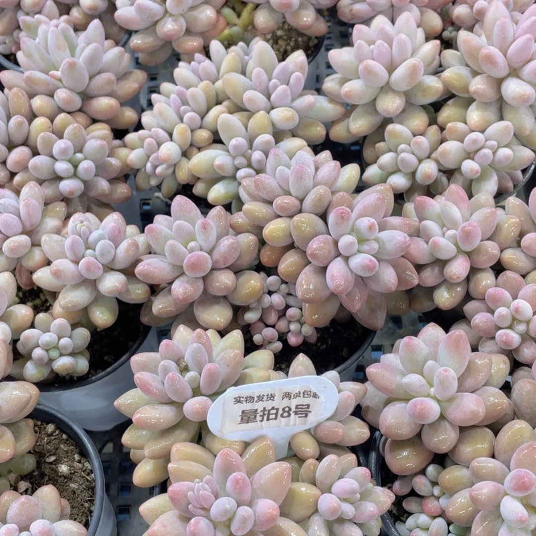 量拍8号 精品果冻汤圆多头群一个