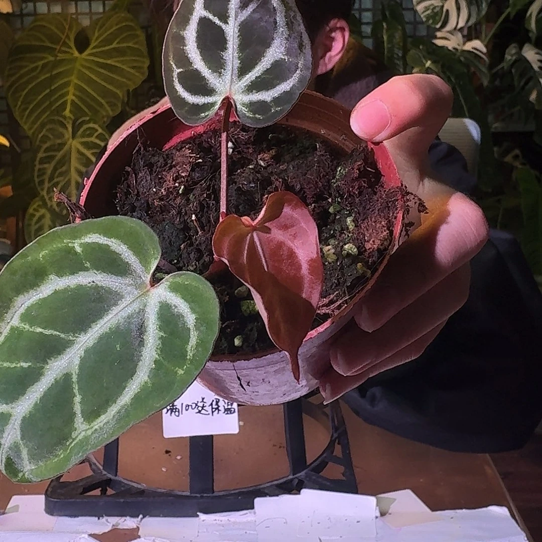 不开花植物G525红伊芙杂蝶叶银