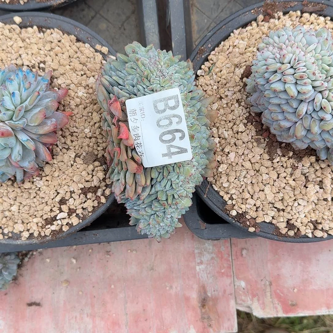 祝***哥星影缀化星影缀话