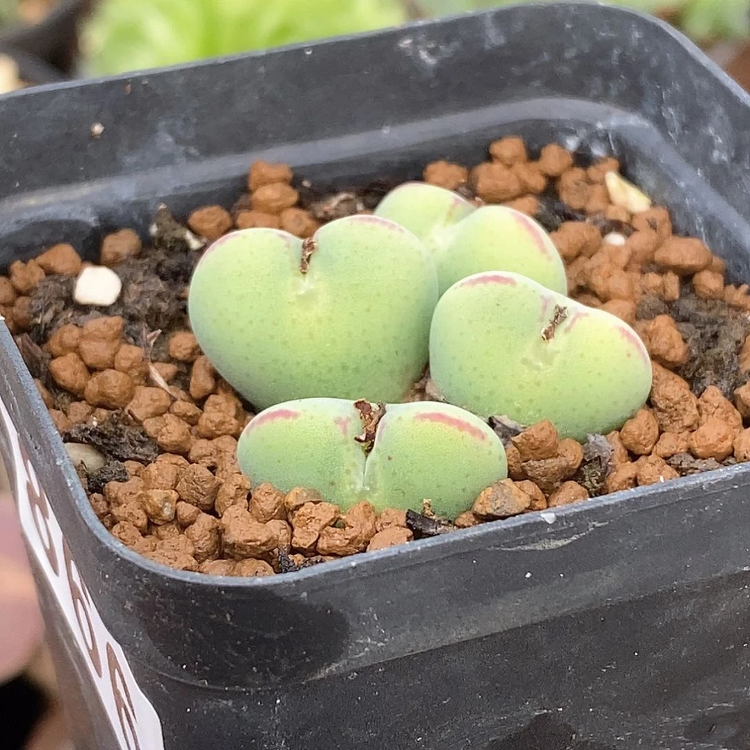866 爱心体梅村玉 带盆土 9.9包邮
