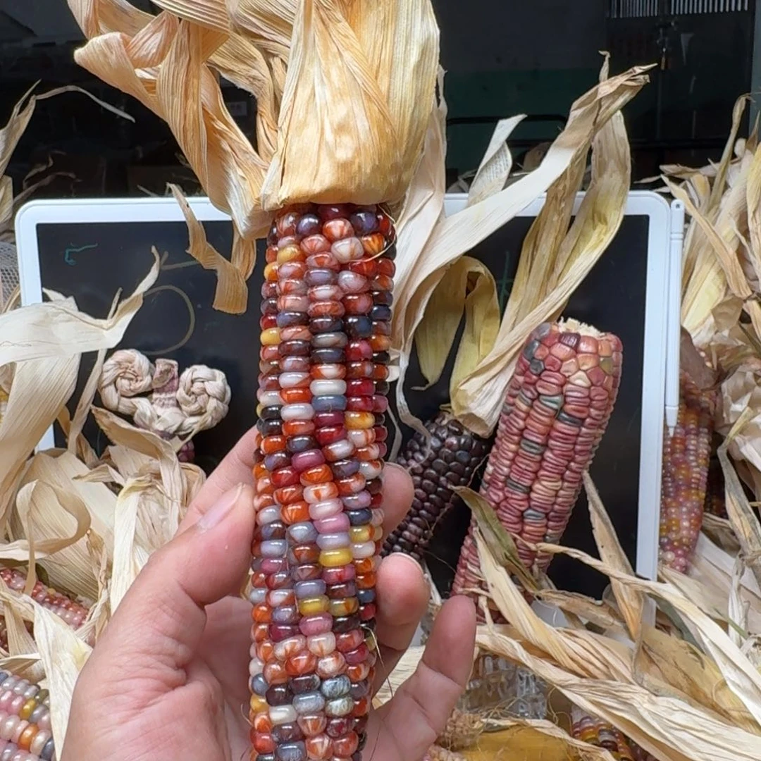 ****️柏香籽/百香籽吊坠