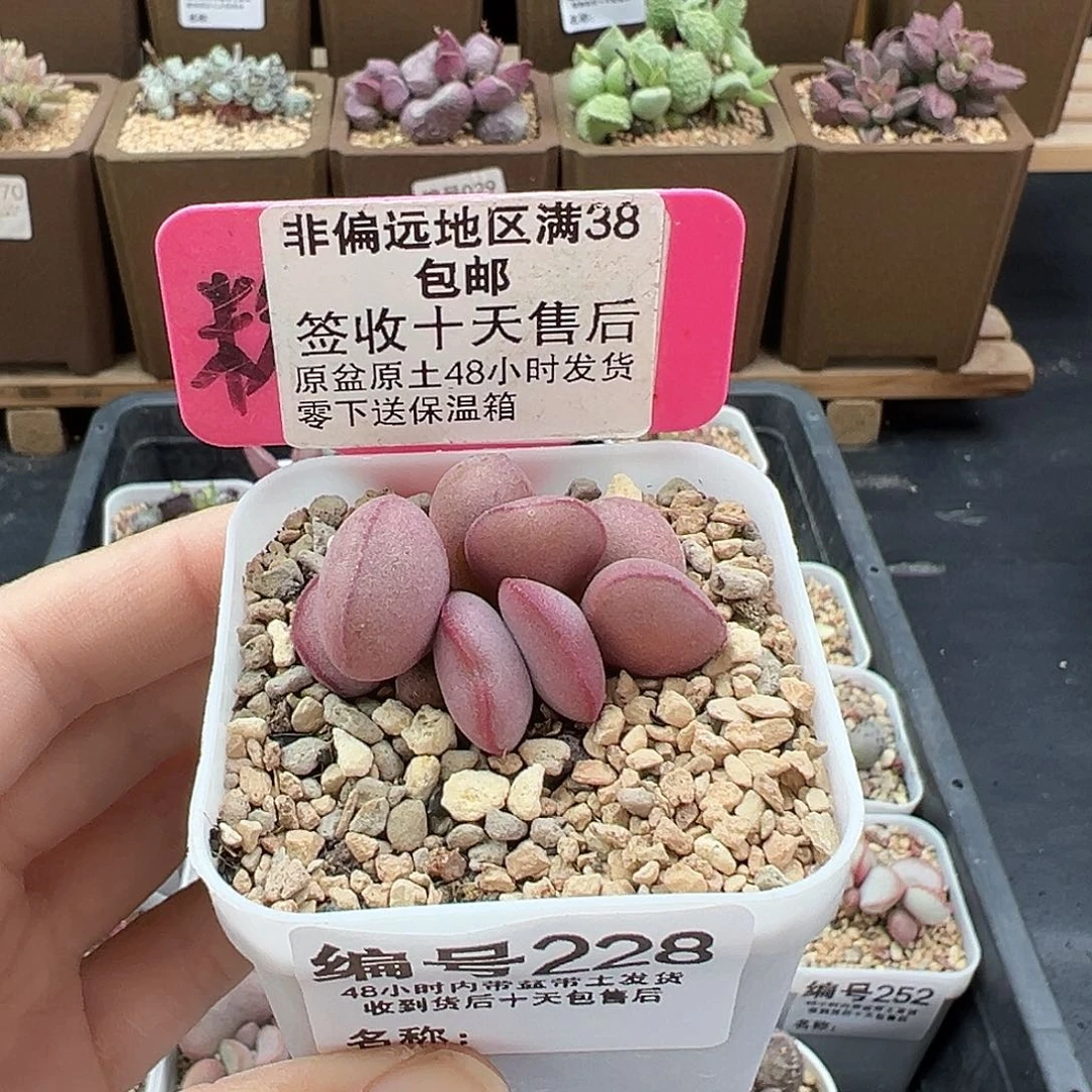 228白肌红蛋多肉