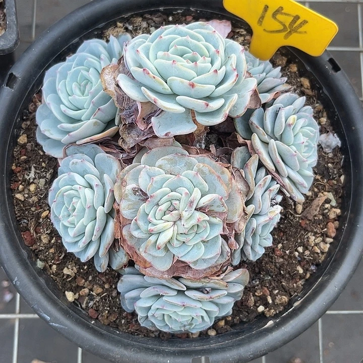 福利出肉，两单包邮154博朗峰