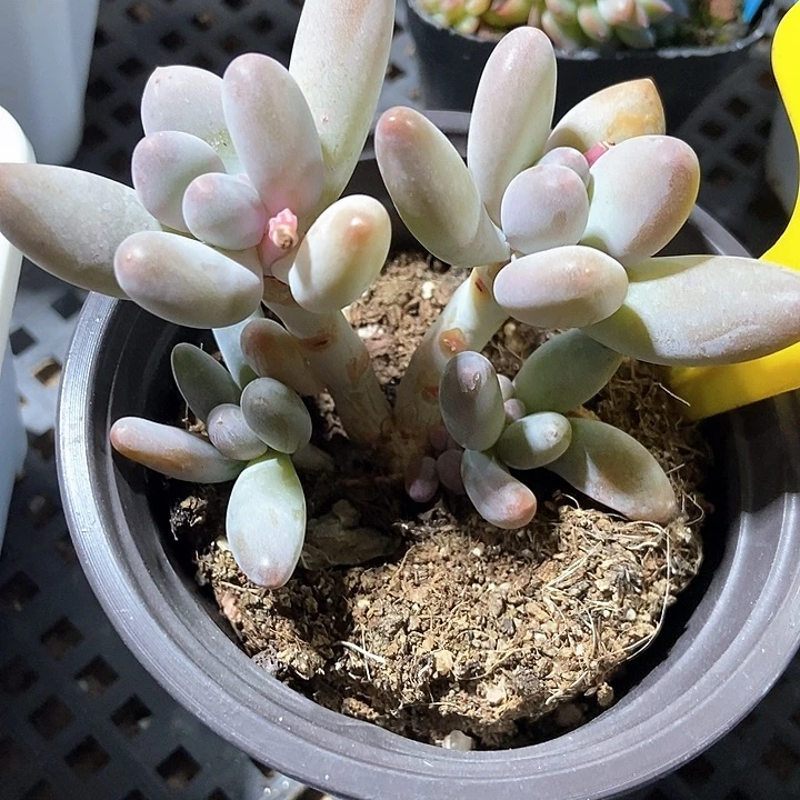 多肉植物白兰地895