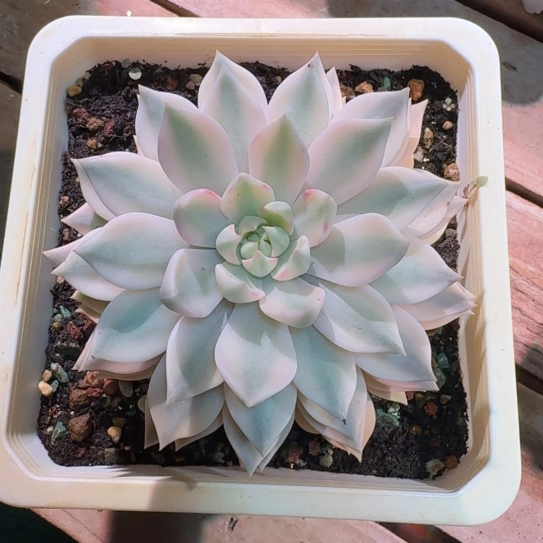 雪月锦多肉多肉多肉