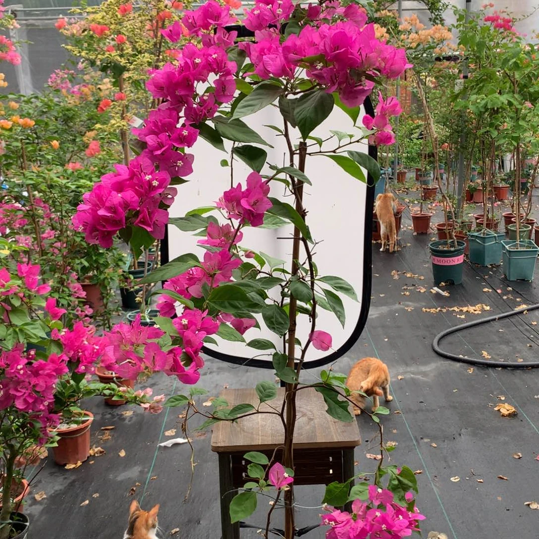 【闪购商品】完全开放