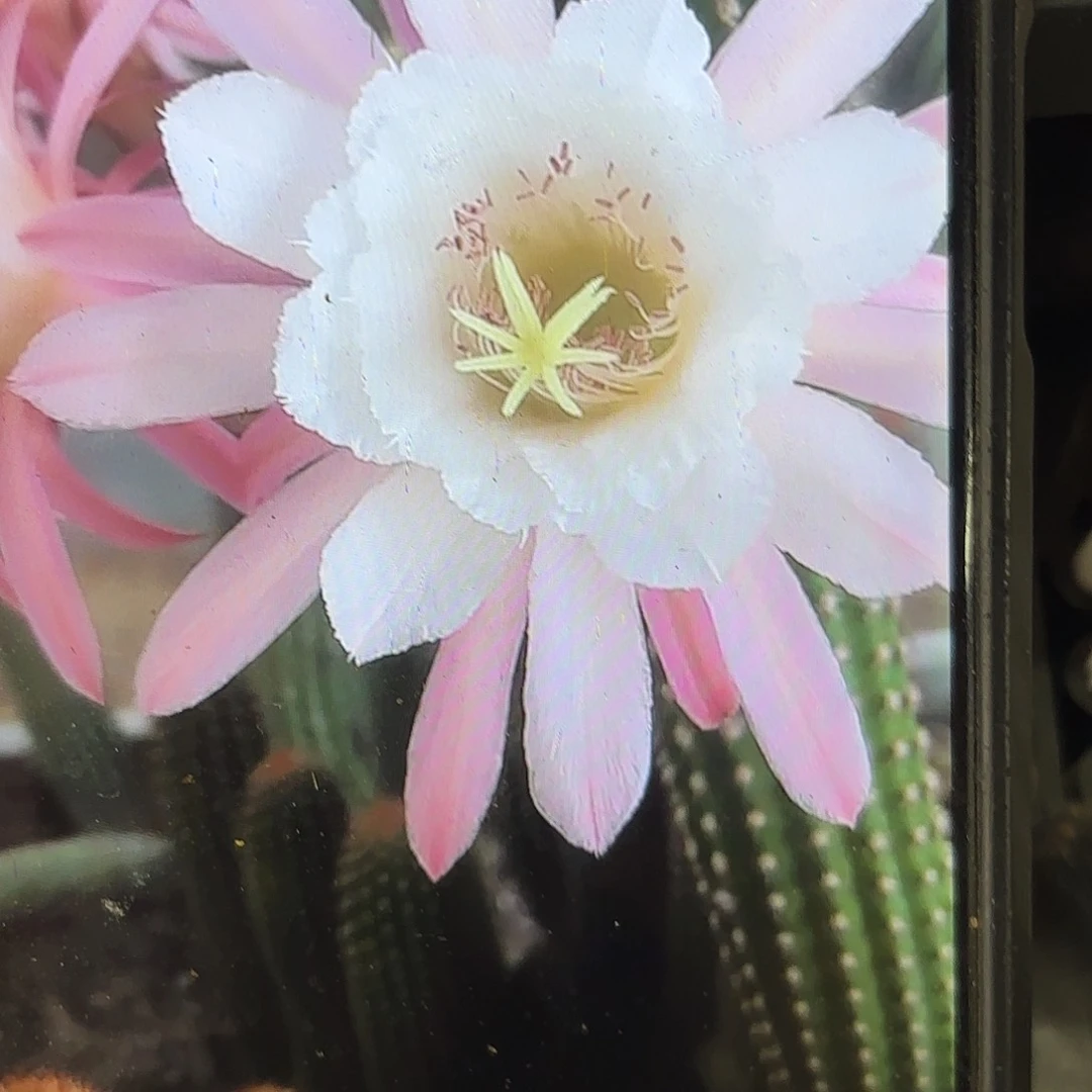 菲德尔金妞侧牙20包邮9