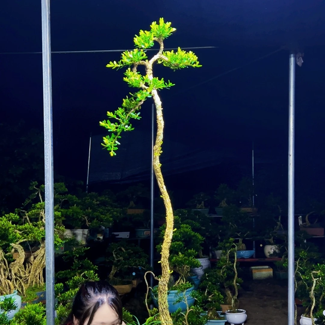 无花朵黄杨木
