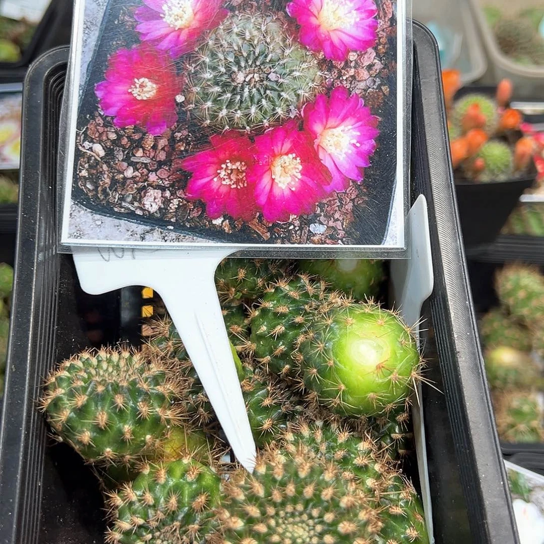 54-16沟宝山仙人球往事