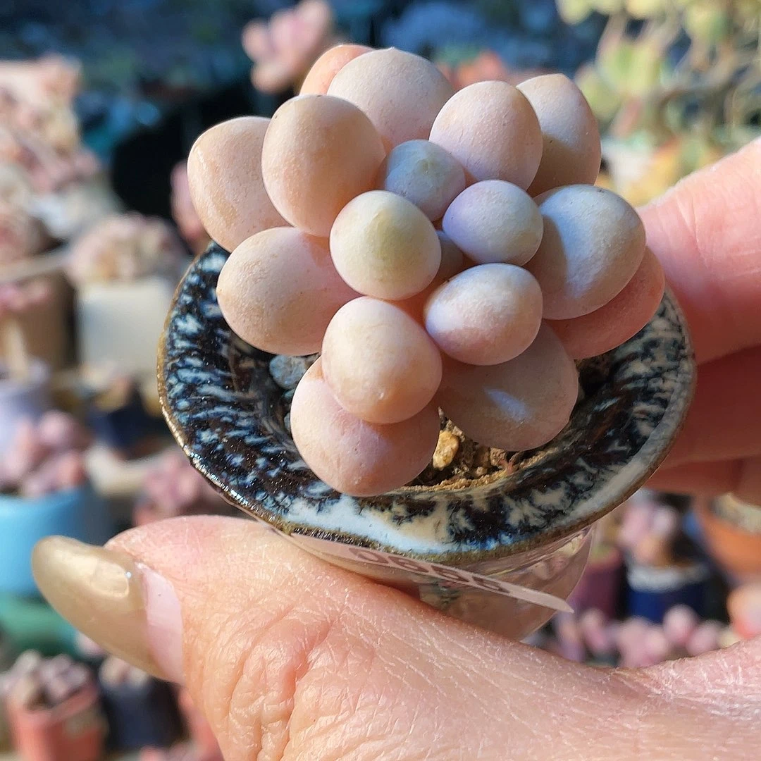 本***空多肉植物的生长发育规律