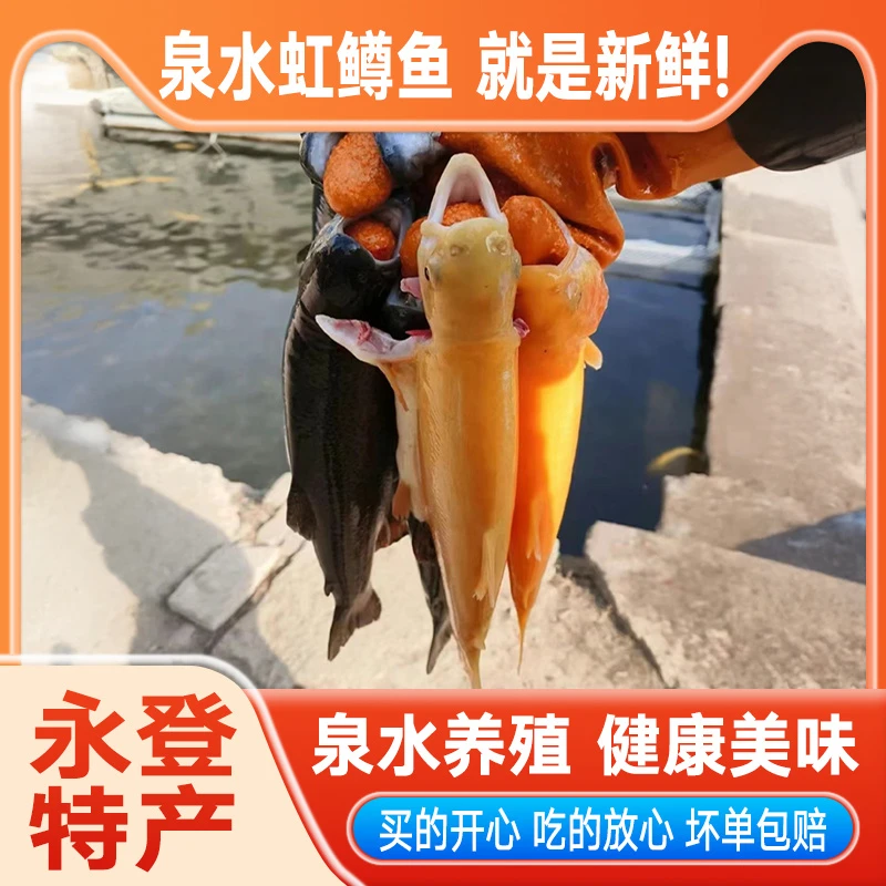 永登虹鳟鱼10斤4条或5条活鱼现杀鲜发泉水养殖味道口感鲜美包邮（净重去除内脏17-20%）