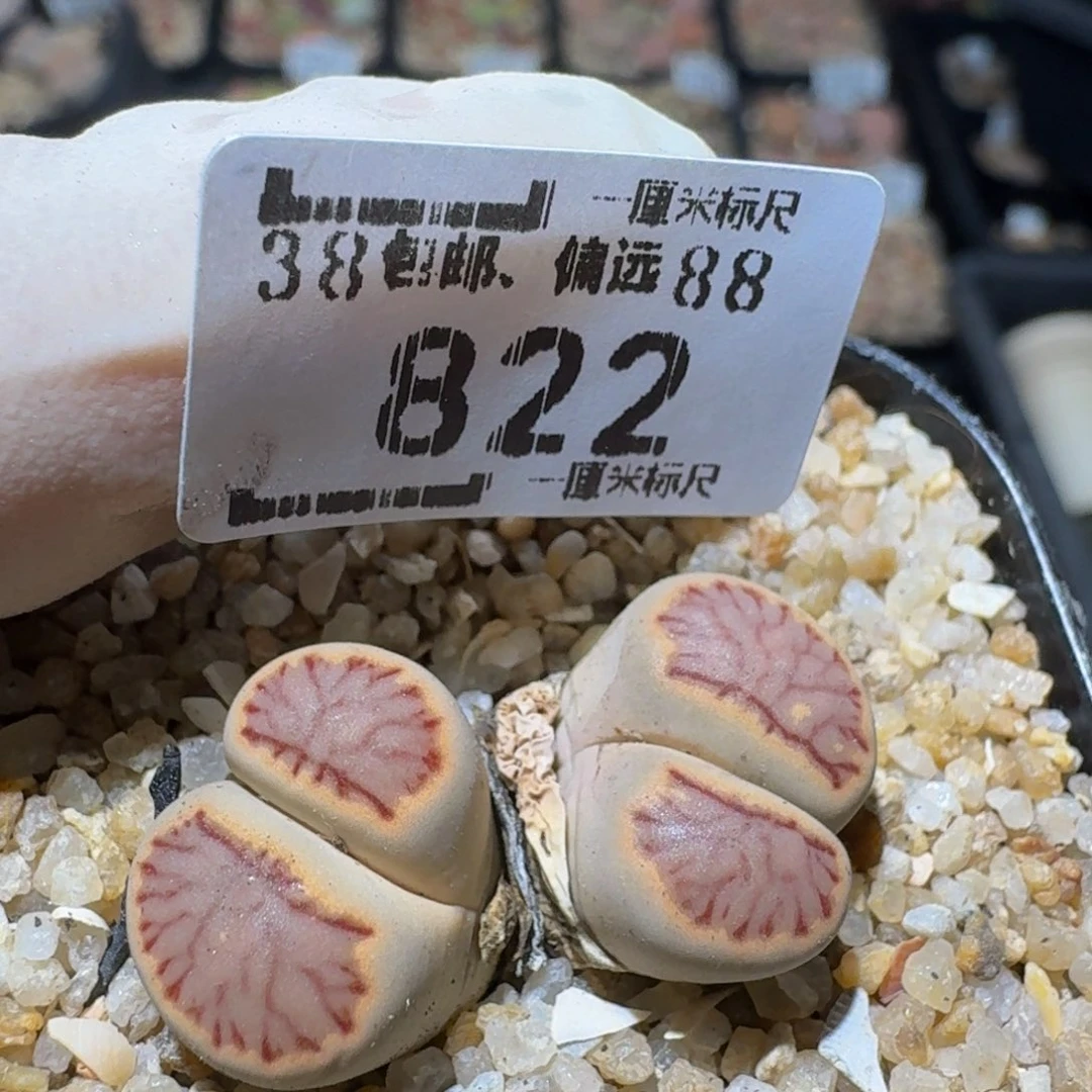 Zzzz精品生石花822