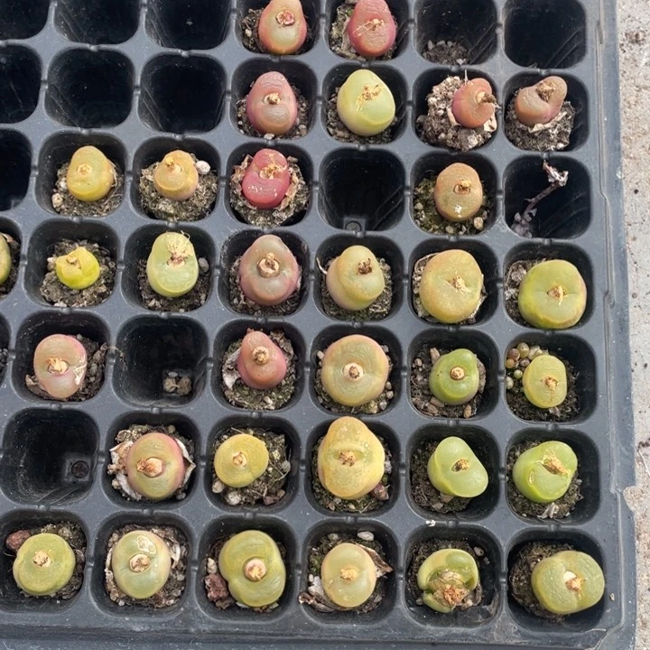 蟠桃20元4个888888888888