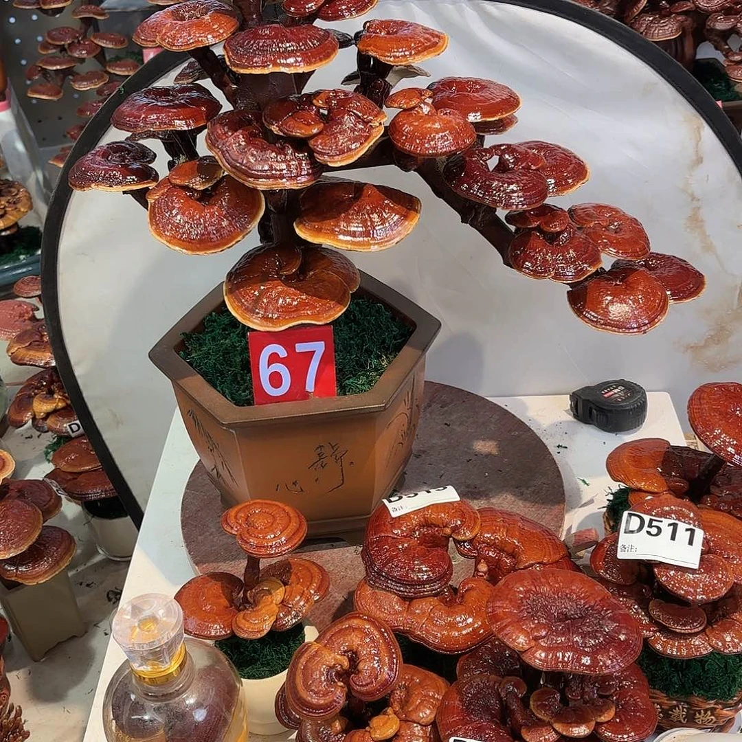 无花朵灵芝8888888888888889