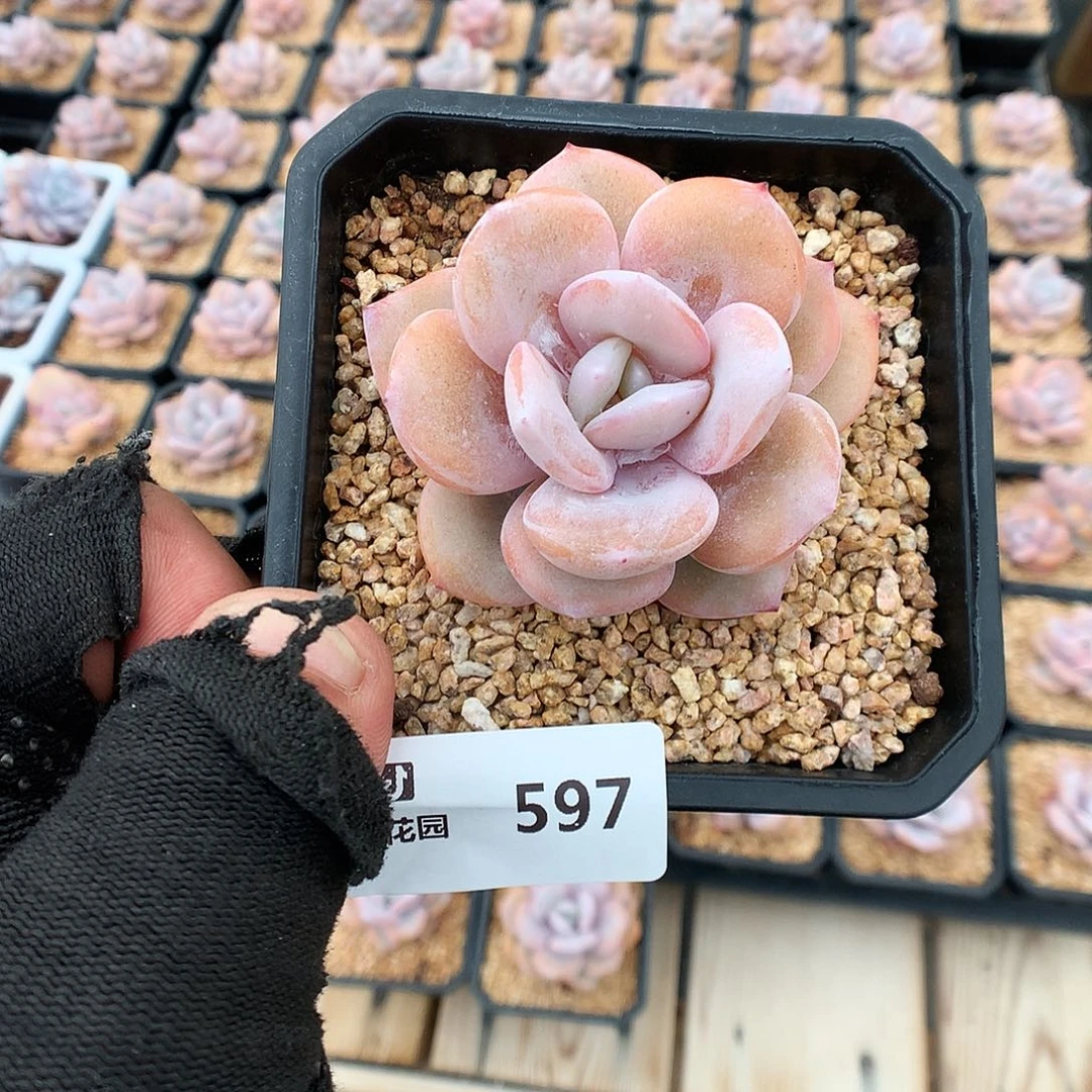 597奶茶多肉植物666