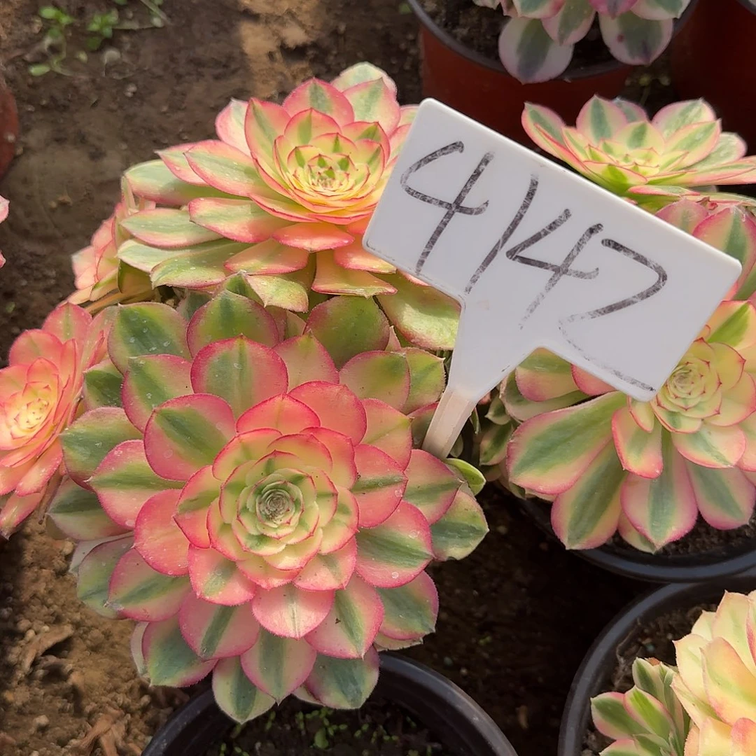 4142荔枝多肉法师多肉