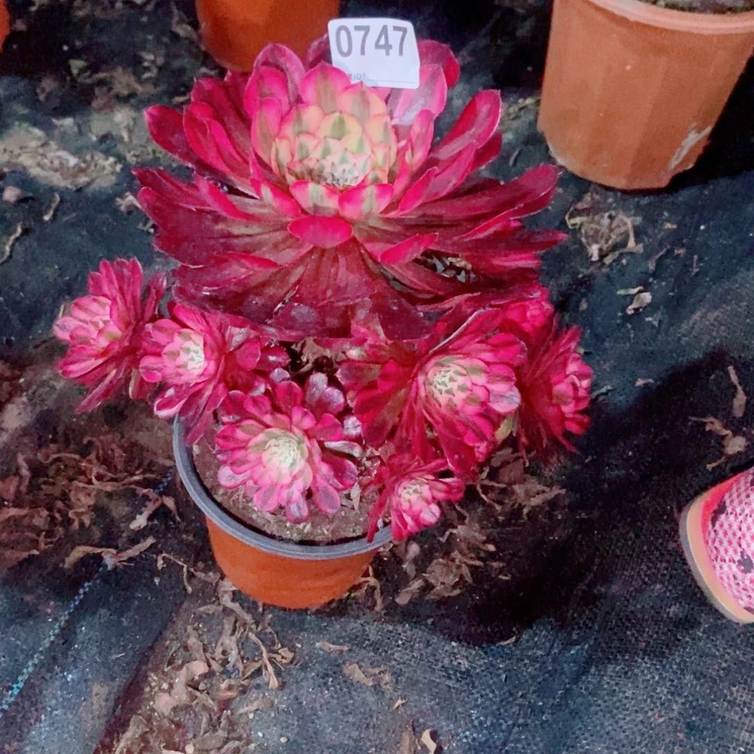 ?***࿐红铜白747多肉1111