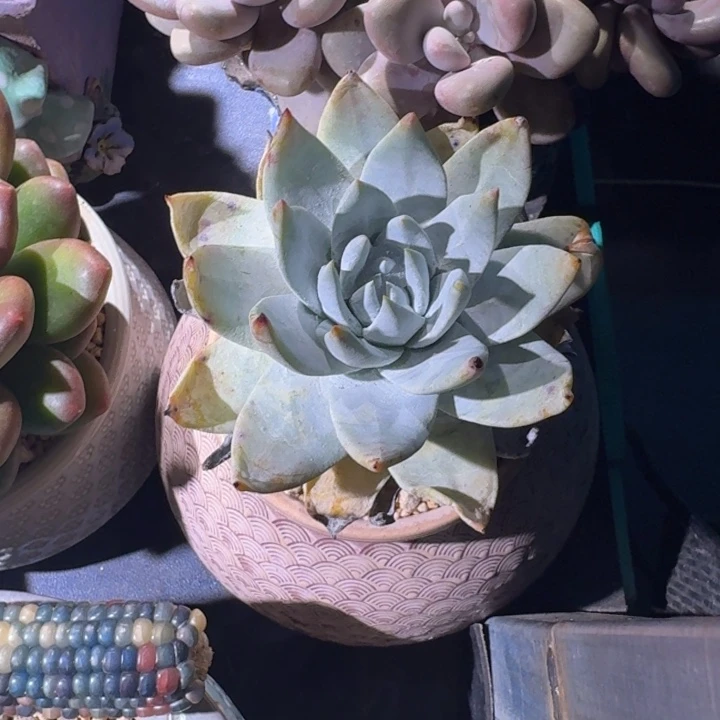 香水 单头  一物一拍