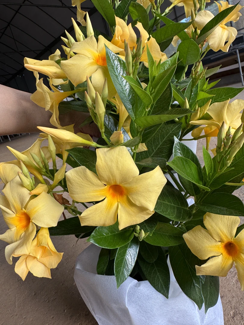 （杏色飘香藤）花色清新秀雅花量巨大花期超长，盆栽适合庭院阳台