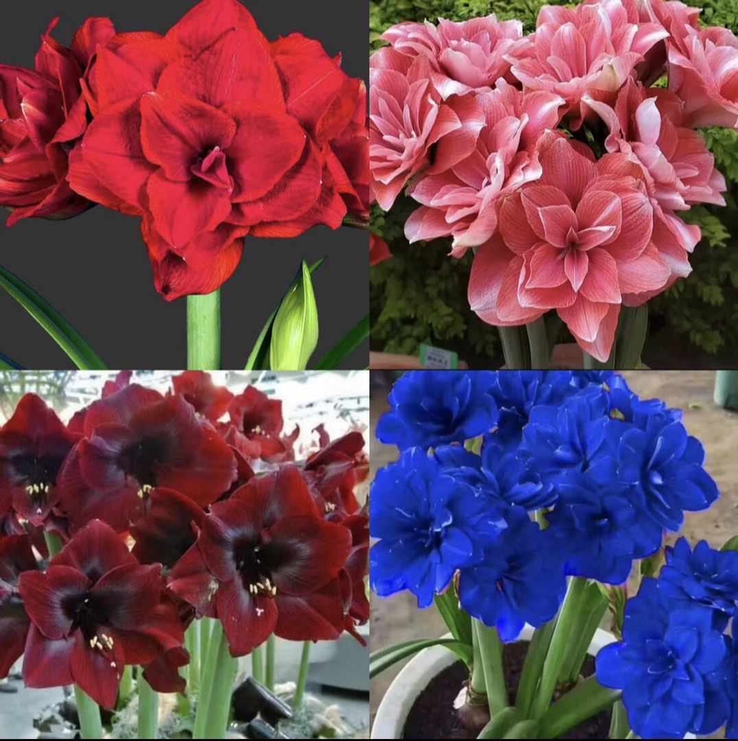 (买2棵送1棵)大花重瓣朱顶红四季开花盆栽花卉植物多年生好养活