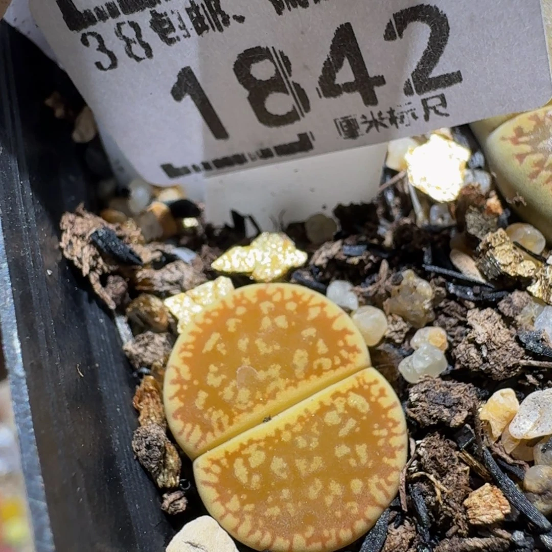 zzzz生石花肉锥1842