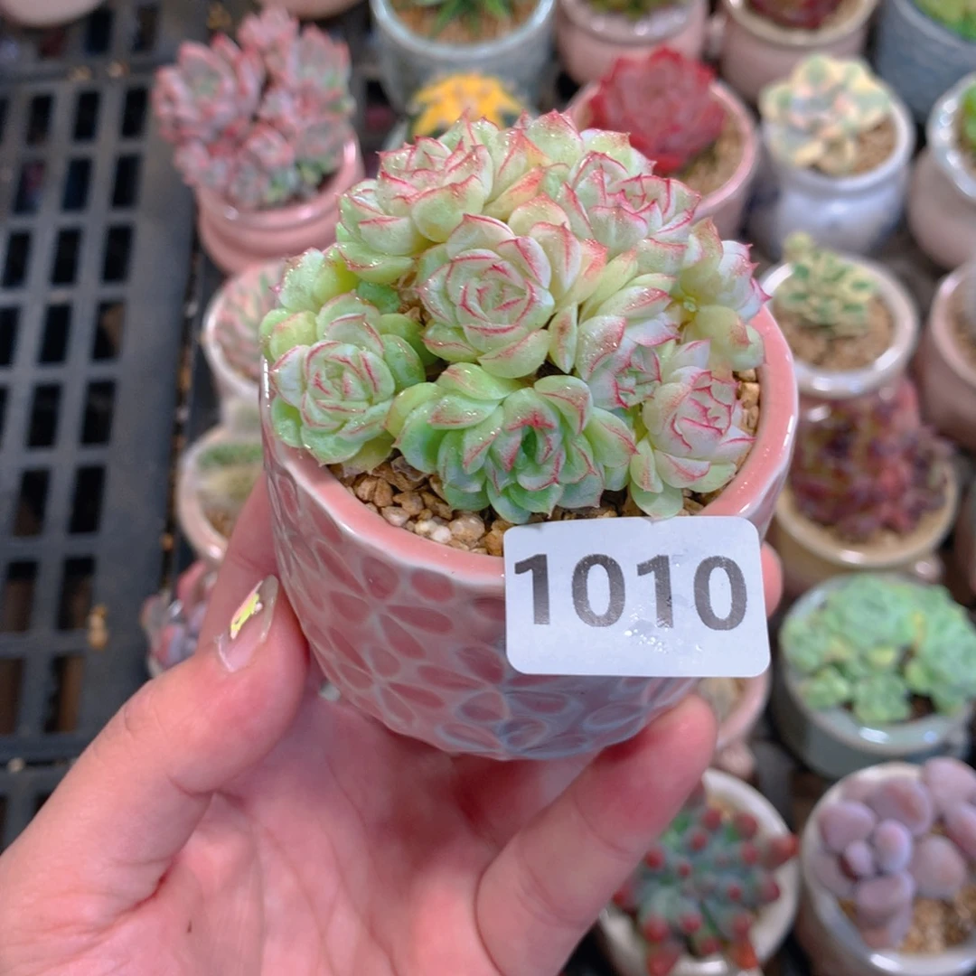 P肉萌萌5cm拇指盆精控多肉1010