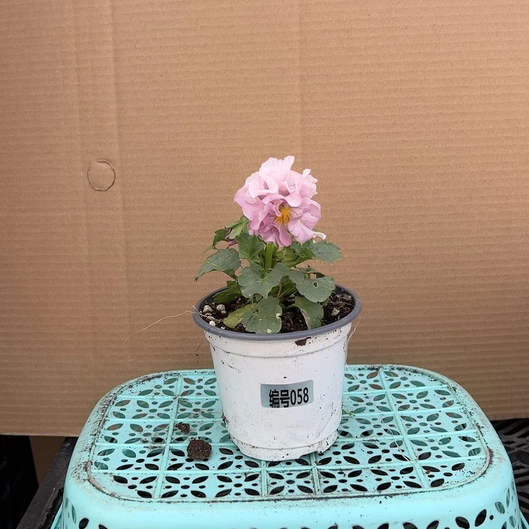 【闪购商品】完全开放058号