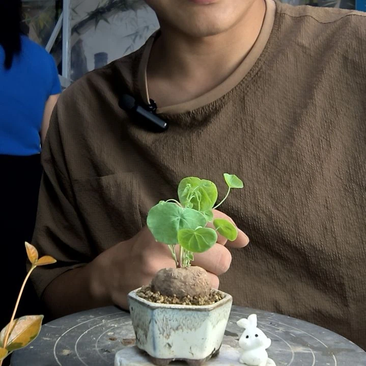 艾*轩中青园艺一物一拍52
