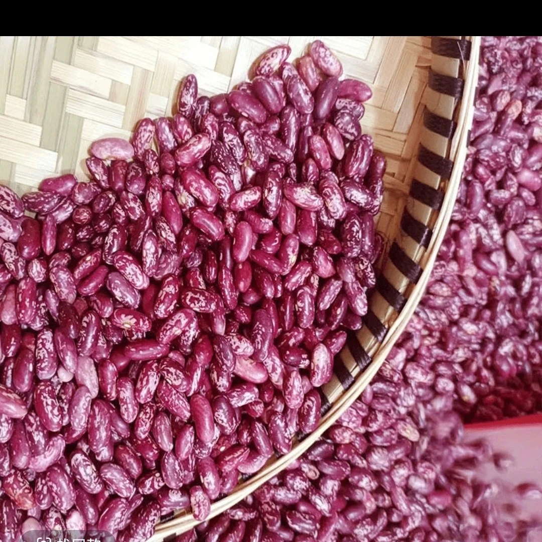云南酸菜豆米新花豆云豆四季豆米红芸豆紫花芸豆